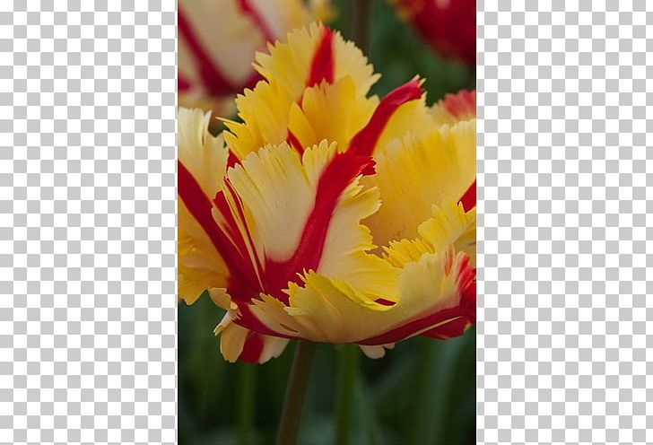 Tulip Petal Close-up PNG, Clipart, Closeup, Flower, Flowering Plant, Lily Family, Peruvian Lily Free PNG Download