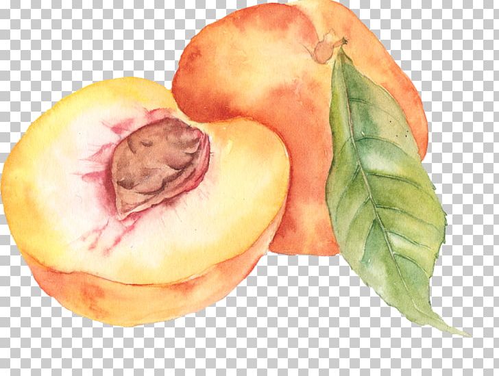 Watercolor Painting Peach Drawing PNG, Clipart, Art, Art Museum, Diet Food, Drawing, Food Free PNG Download