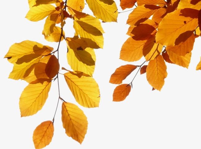 Yellow Leaves PNG, Clipart, Autumn, Defoliation, Leaf, Leaves, Leaves Clipart Free PNG Download