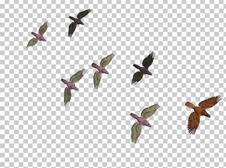 Bird Flight Columbidae Goose PNG, Clipart, Animals, Beak, Bird, Bird Flight, Birds Free PNG Download