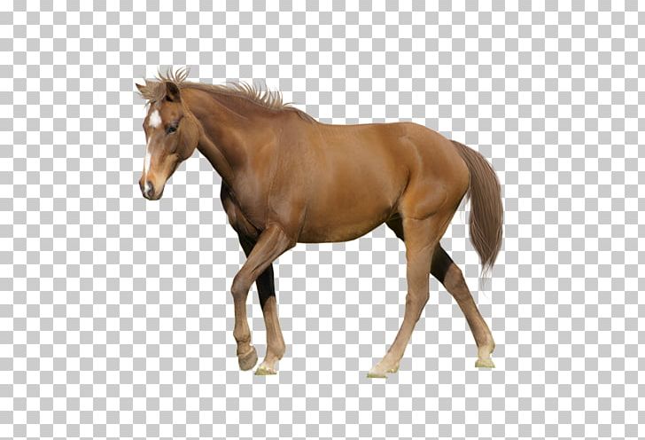Tennessee Walking Horse Appaloosa American Miniature Horse Arabian Horse Stallion PNG, Clipart, American Miniature Horse, Animals, Bit, Black, Bridle Free PNG Download
