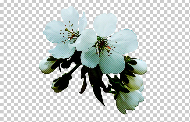 Cherry Blossom PNG, Clipart, Blossom, Cherry, Cherry Blossom, Crocus Saffron Crocus, Floral Design Free PNG Download