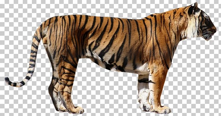 Felidae Siberian Tiger Bengal Tiger Cat Lion PNG, Clipart, Animal, Animal Figure, Bengal Tiger, Big Cat, Big Cats Free PNG Download