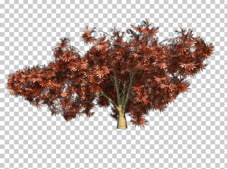 Japanese Maple Twig Red Maple Tree PNG, Clipart, Acer Japonicum, Branch, Japanese Maple, Maple, Maple Leaf Free PNG Download