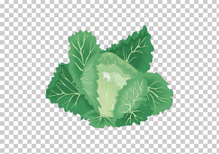 Leaf Vegetable Organic Food Cabbage PNG, Clipart, Cabbage, Cabbage Leaves, Cabbage Vector, Carrot, Cartoon Cabbage Free PNG Download
