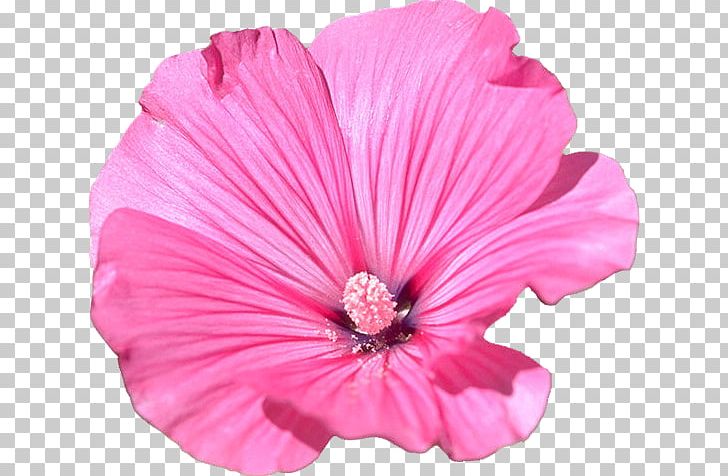 Mallow Flower Garden Petal PNG, Clipart, Annual Plant, Aug, Download, Family, Flower Free PNG Download