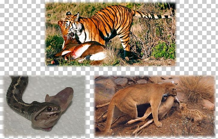 Terrestrial Animal Homo Sapiens Wildlife Big Cat PNG, Clipart, Animal, Big Cat, Big Cats, Carnivoran, Cat Like Mammal Free PNG Download