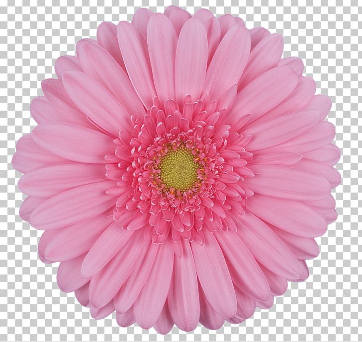 Transvaal Daisy Cut Flowers PNG, Clipart, Aster, Carnation, Chrysanthemum, Chrysanths, Cut Flowers Free PNG Download