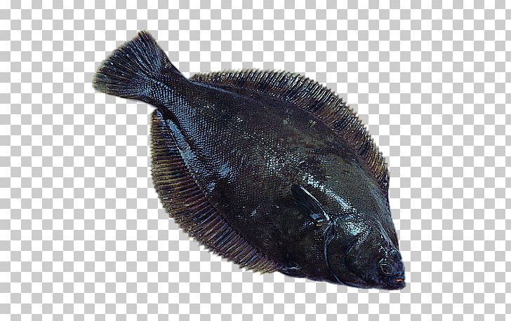 Seafood Flatfish European Plaice Pleuronectidae PNG, Clipart, Bony Fish, Captain America Shield, Fauna, Food, Free Stock Png Free PNG Download