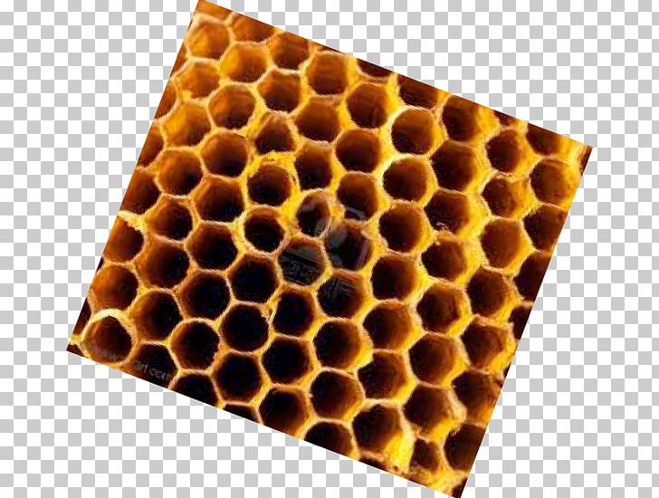 Insect Honeycomb PNG, Clipart, Animals, Honeycomb, Insect, Membrane Winged Insect, Robinia Free PNG Download