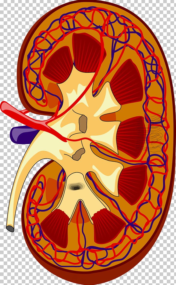 Kidney Excretory System Renal Medulla Renal Pelvis Ureter PNG, Clipart, Adrenal Gland, Art, Circle, Excretory System, Headgear Free PNG Download