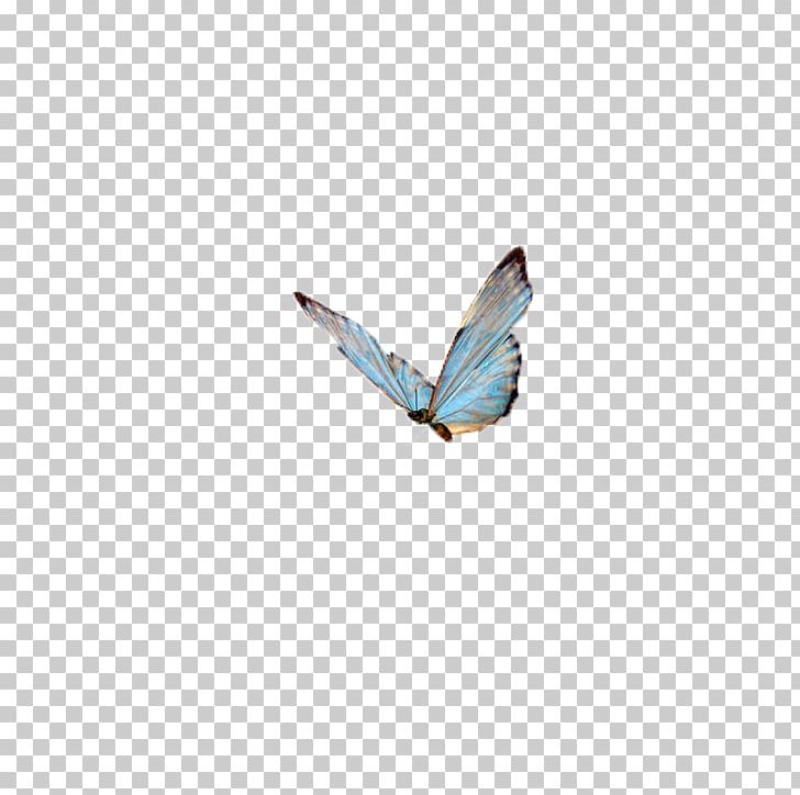 Papillon Dog Butterfly Insect High-definition Television PNG, Clipart, 720p, 1080p, Animals, Blue, Blue Rose Free PNG Download