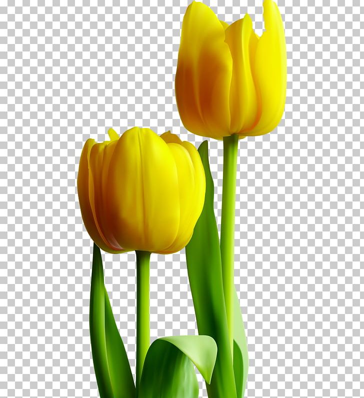 Tulip Yellow Photography PNG, Clipart, Computer Wallpaper, Download, Flower, Flowering Plant, Flowers Free PNG Download