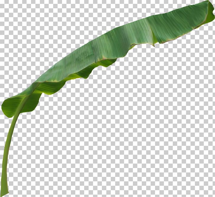 Leaf Plant Stem PNG, Clipart, Banana 4, Larva, Leaf, Plant, Plant Stem Free PNG Download