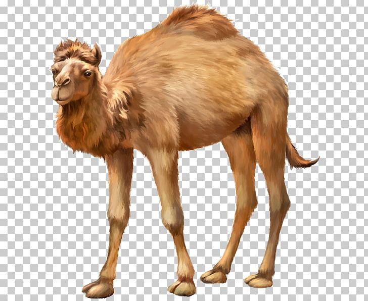 Bactrian Camel Dromedary Stock Photography PNG, Clipart, Arabian Camel, Bactrian Camel, Camel, Camel Like Mammal, Camel Train Free PNG Download