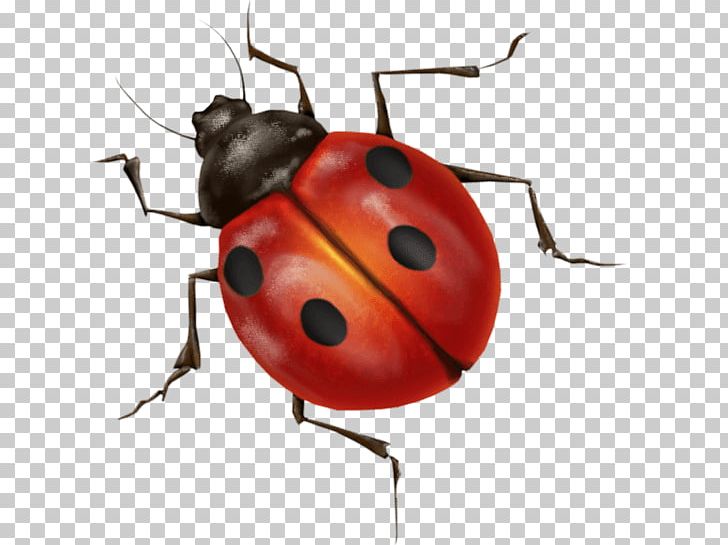 Ladybug PNG, Clipart, Animals, Insects, Ladybugs Free PNG Download