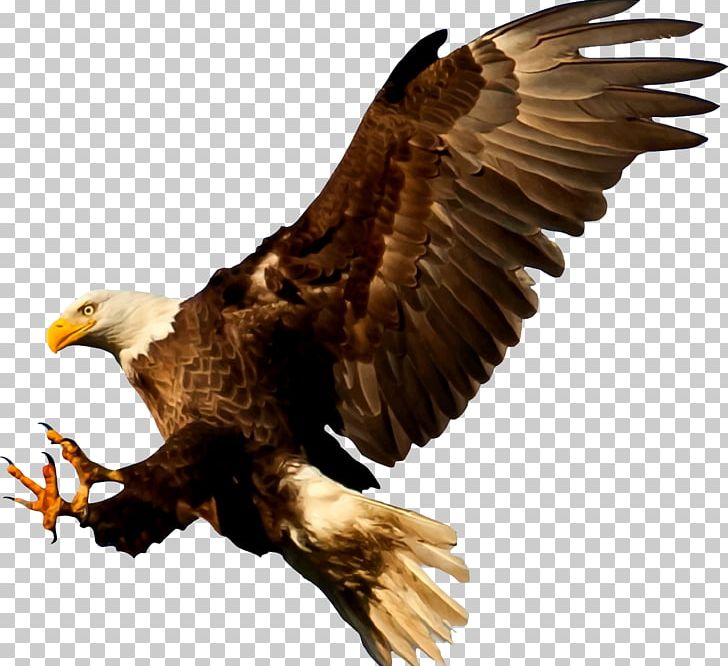 Bald Eagle Bird Silhouette PNG, Clipart, Accipitriformes, American Eagle, Animals, Bald Eagle, Beak Free PNG Download