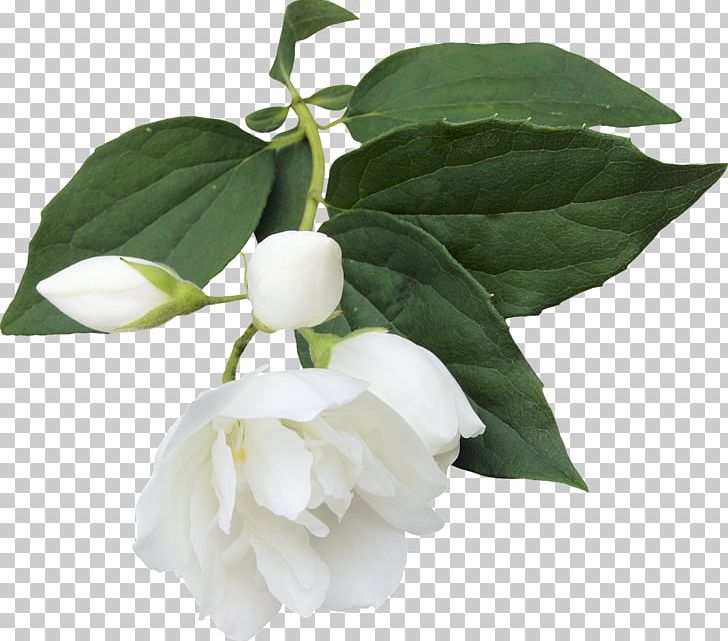 Flower Plant Vase Life PNG, Clipart, Benzersiz, Branch, Clip Art, Encapsulated Postscript, Floral Design Free PNG Download