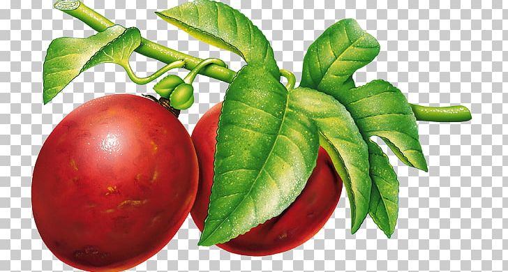 Plum Lossless Compression PNG, Clipart, Bush Tomato, Computer Icons, Data, Diet Food, Download Free PNG Download