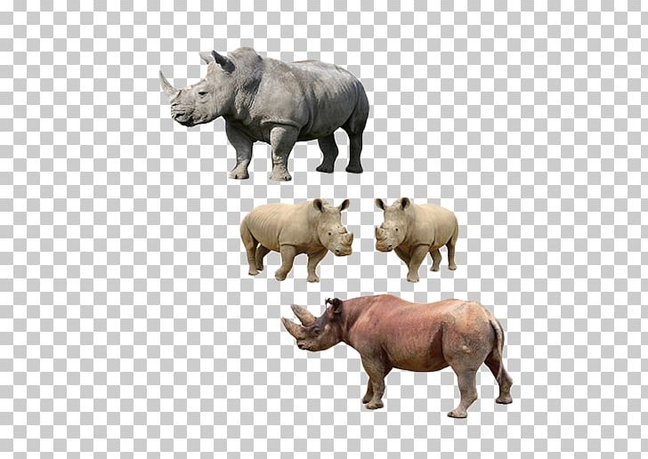 U0411u0456u043bu043au0430 Rhinoceros Cattle Platypus PNG, Clipart, Animal, Animals, Animation, Buffalo, Cat Free PNG Download