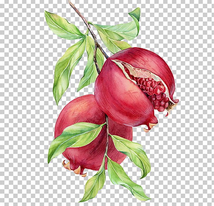 Watercolor Painting Pomegranate Drawing PNG, Clipart, Auglis, Download, Drawing, Encapsulated Postscript, Flower Free PNG Download
