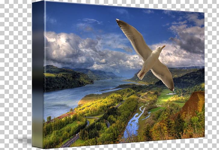 Columbia River Gorge Gallery Wrap Ecosystem Wildlife Canvas PNG, Clipart, Art, Canvas, Columbia River Endodontics, Columbia River Gorge, Ecosystem Free PNG Download