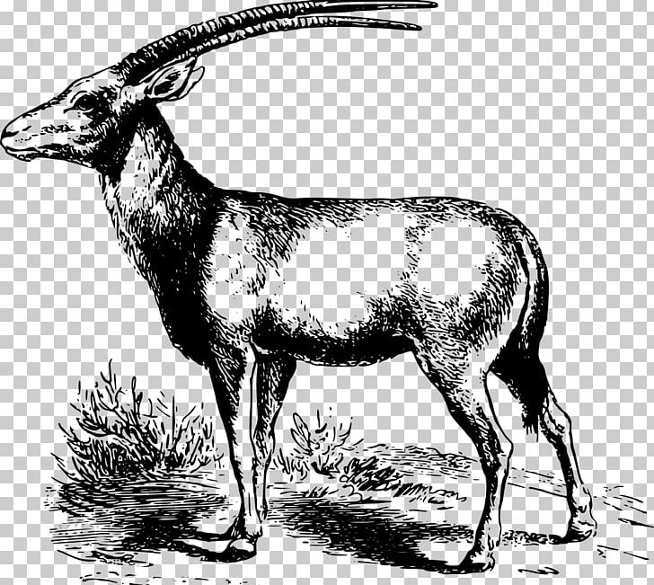 Oryx Antelope Gazelle PNG, Clipart, Animals, Antelope, Antler, Black And White, Cattle Like Mammal Free PNG Download