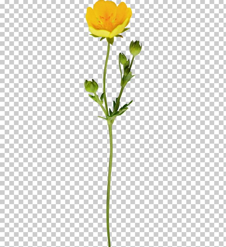 Petal Cut Flowers Rosaceae Plant Stem Bud PNG, Clipart, Bud, Cicek, Cut Flowers, Flora, Flower Free PNG Download