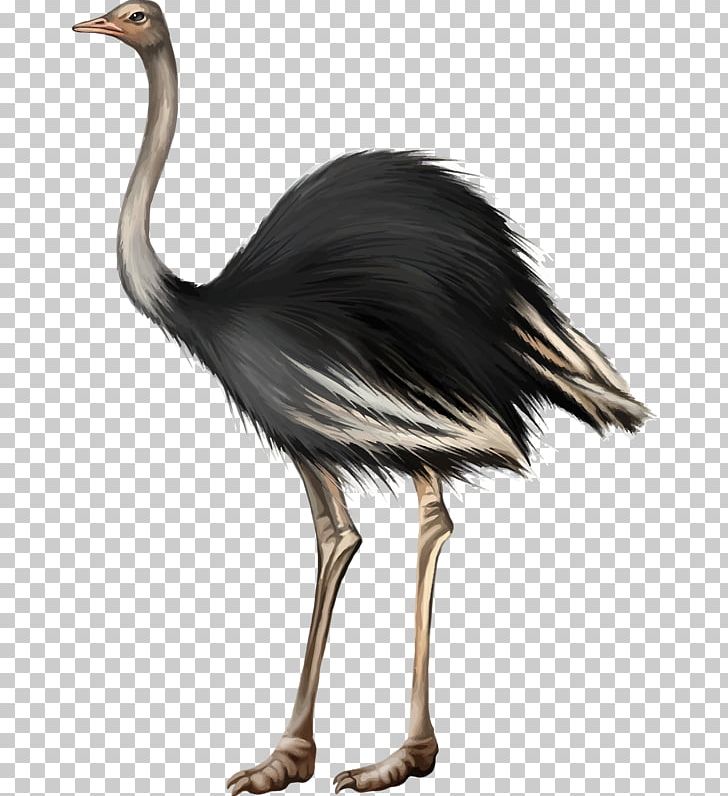 Common Ostrich Bird Egg PNG, Clipart, Adobe Illustrator, Animals, Background Black, Beak, Bird Free PNG Download