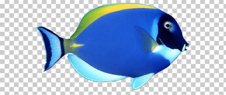 Fish PNG, Clipart, Animals, Blue, Cobalt Blue, Cok Guzel, Computer Icons Free PNG Download
