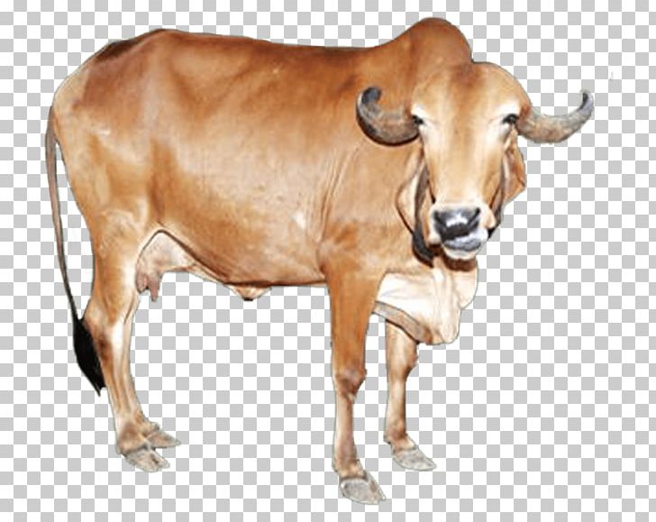 Gyr Cattle Sahiwal Cattle Deoni Cattle Tharparkar Cattle Junagadh District PNG, Clipart, Agriculture, Bull, Calf, Cattle, Cattle Like Mammal Free PNG Download
