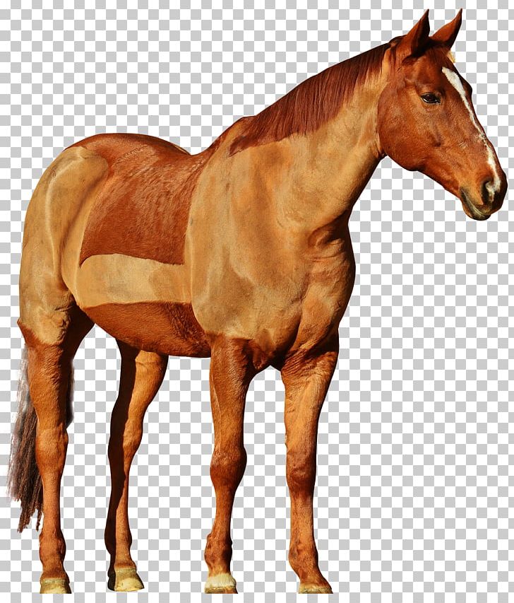 Mustang Equestrianism Foal Stallion PNG, Clipart, Animals, Bit, Bridle, Canter And Gallop, Colt Free PNG Download
