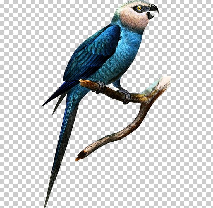 Scarlet Macaw Bird Al Wabra Wildlife Preserve Military Macaw PNG, Clipart,  Free PNG Download