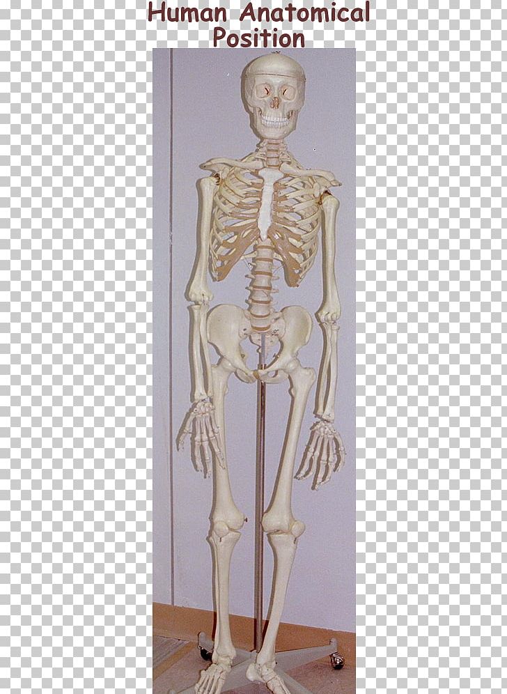 Shoulder Mannequin Homo Sapiens Skeleton Classical Sculpture PNG, Clipart, Classical Sculpture, Figurine, Homo Sapiens, Human, Joint Free PNG Download