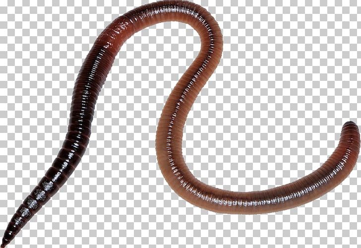 Worms PNG, Clipart, Worms Free PNG Download