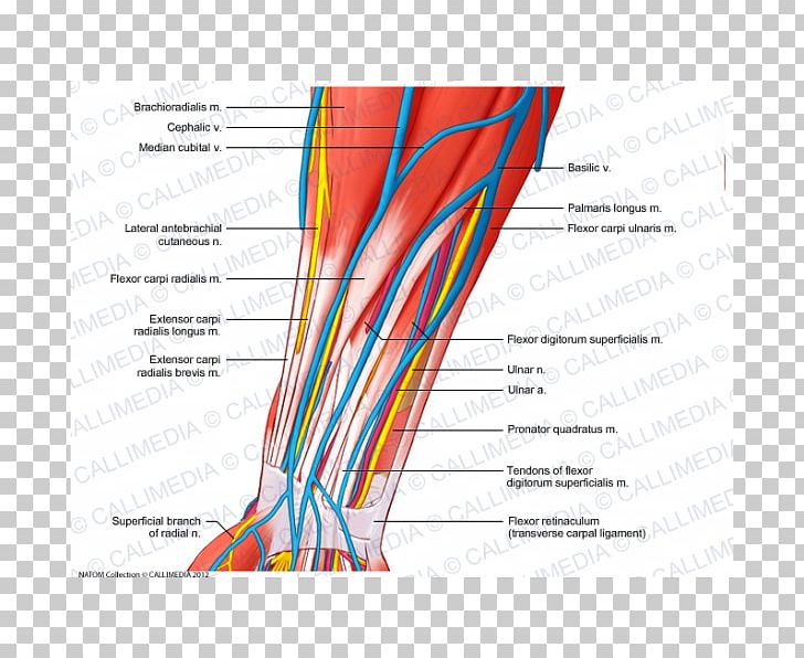 Nerve Blood Vessel Forearm Muscle Vein PNG, Clipart, Angle, Area, Artery, Basilica, Blood Vessel Free PNG Download