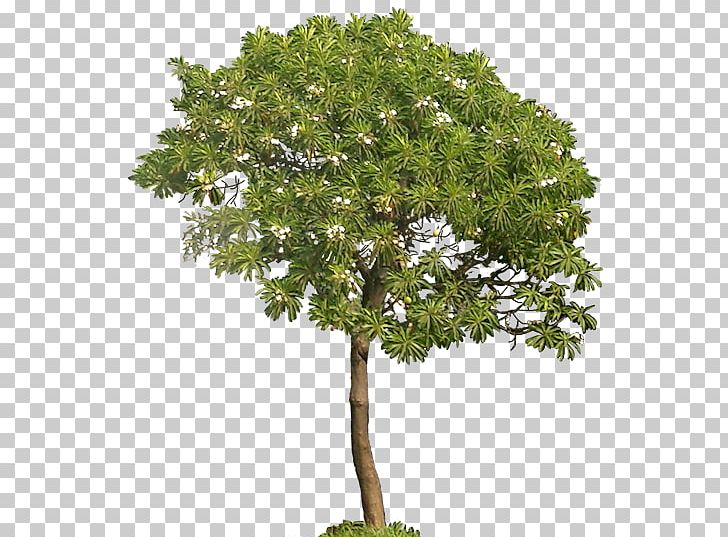 Architectural Rendering Tree PNG, Clipart, Architectural Rendering, Branch, Computer Icons, Encapsulated Postscript, Evergreen Free PNG Download