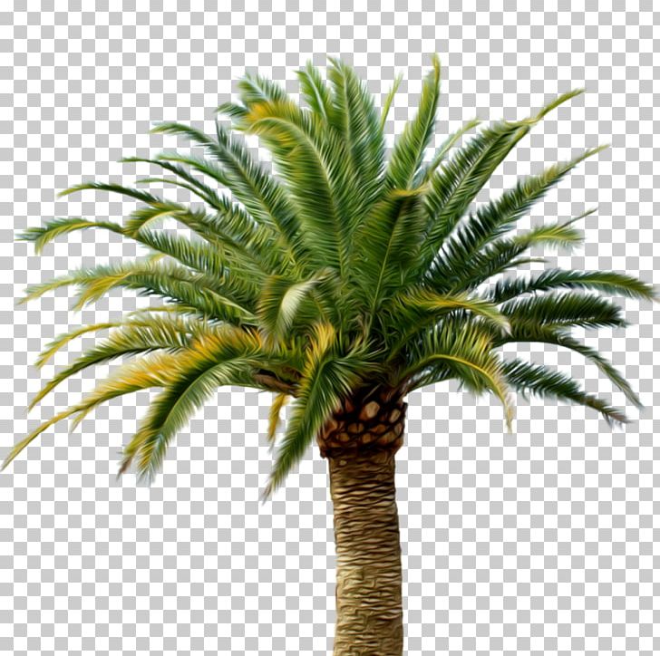 Babassu Arecaceae Date Palm Coconut PNG, Clipart, Arecaceae, Arecales, Attalea Speciosa, Coconut, Date Palm Free PNG Download