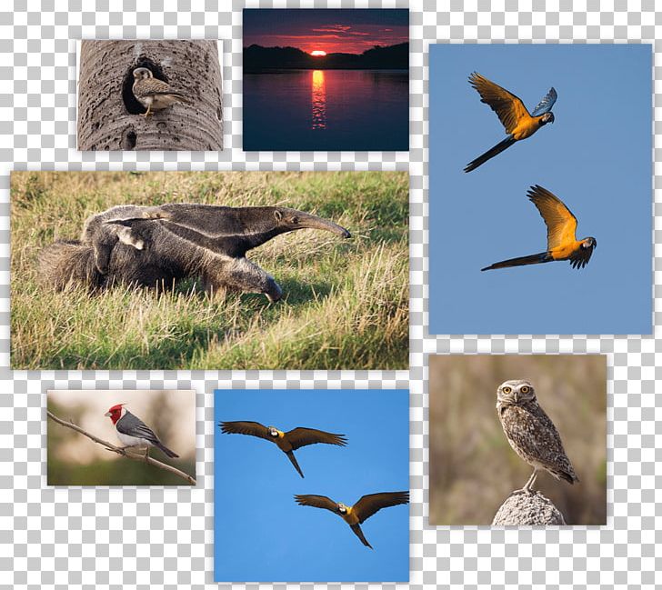 Beak Ecosystem Fauna Wildlife PNG, Clipart, Beak, Bird, Ecosystem, Fauna, Organism Free PNG Download