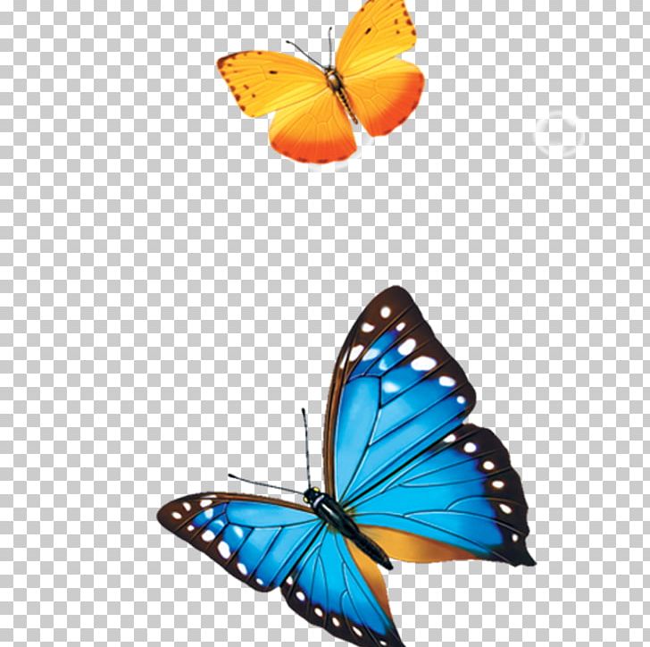Butterfly Drawing PNG, Clipart, Birds, Blue, Brush Footed Butterfly, Butterflies, Butterfly Group Free PNG Download