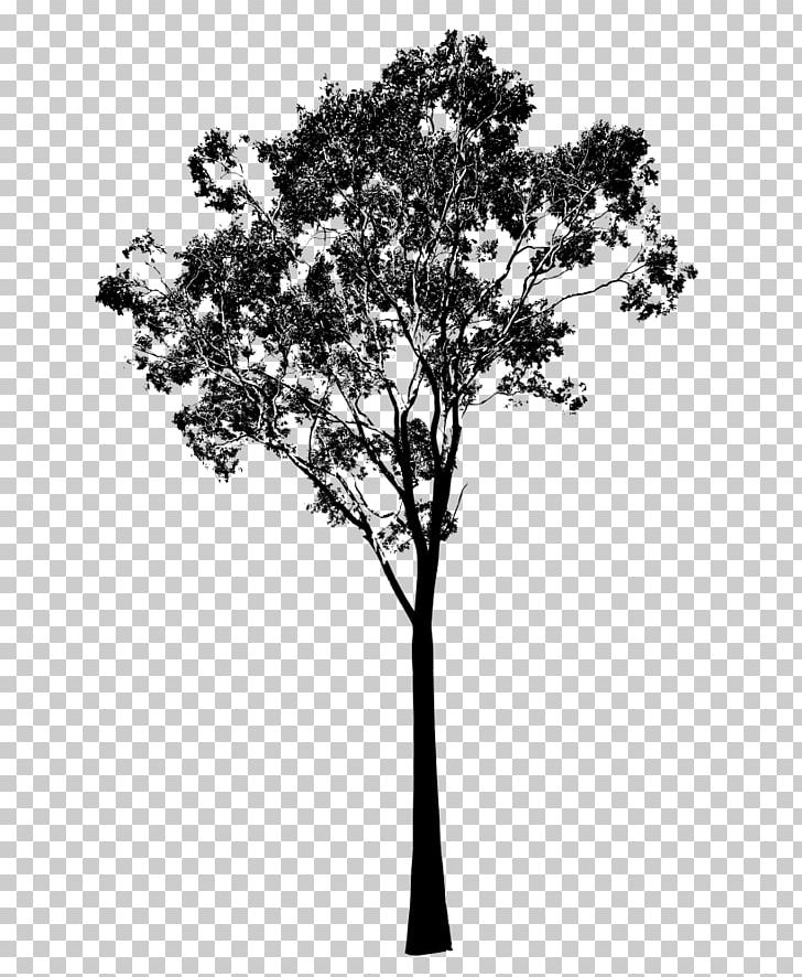 Gum Trees Silhouette PNG, Clipart, Black And White, Branch, Clip Art, Drawing, Eucalyptus Free PNG Download