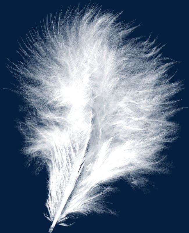 White Feathers PNG, Clipart, Beautiful, Beautiful Feathers, Feather, Feather Material, Feathers Free PNG Download