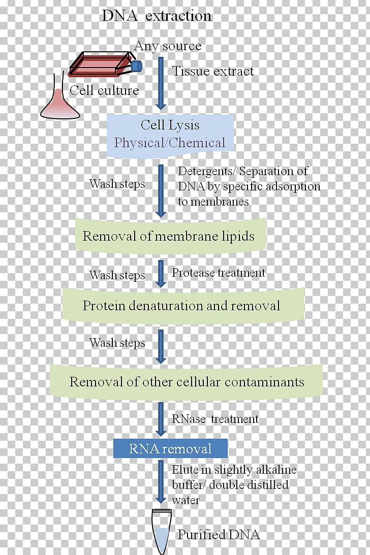 DNA Extraction TE Buffer Cell Culture PNG, Clipart, Area, Cell, Cell Culture, Diagram, Dna Free PNG Download