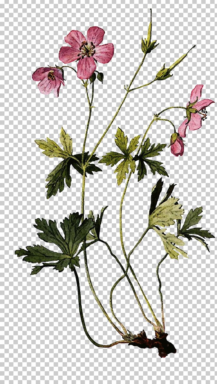 Geranium Maculatum Botanical Illustration Drawing Perennial Plant PNG, Clipart, Anemone, Botany, Branch, Cranesbill, Cut Flowers Free PNG Download