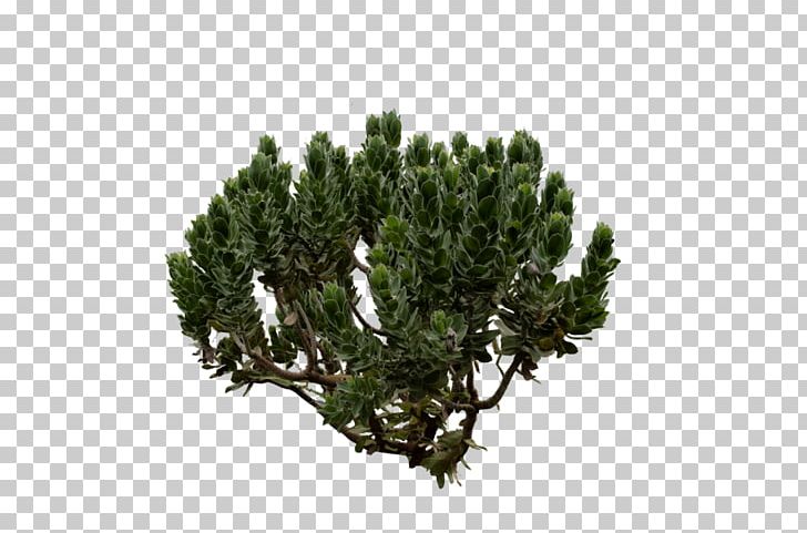 Shrub Pine Tree Fir Evergreen PNG, Clipart, Art, August, Branch, Conifer, Conifers Free PNG Download