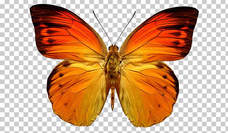 Monarch Butterfly Insect Glasswing Butterfly Brush-footed Butterflies PNG, Clipart, Animal, Appias Nero, Arthropod, Brush Footed Butterfly, Butterflies And Moths Free PNG Download