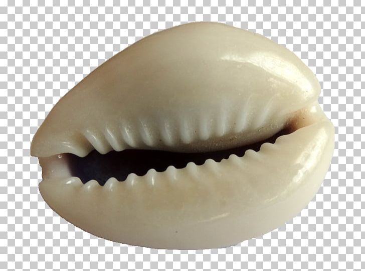 Monetaria Moneta Cypraea Seashell Conchology Malacology PNG, Clipart, Animals, Color, Conchology, Cypraea, Eurasia Free PNG Download