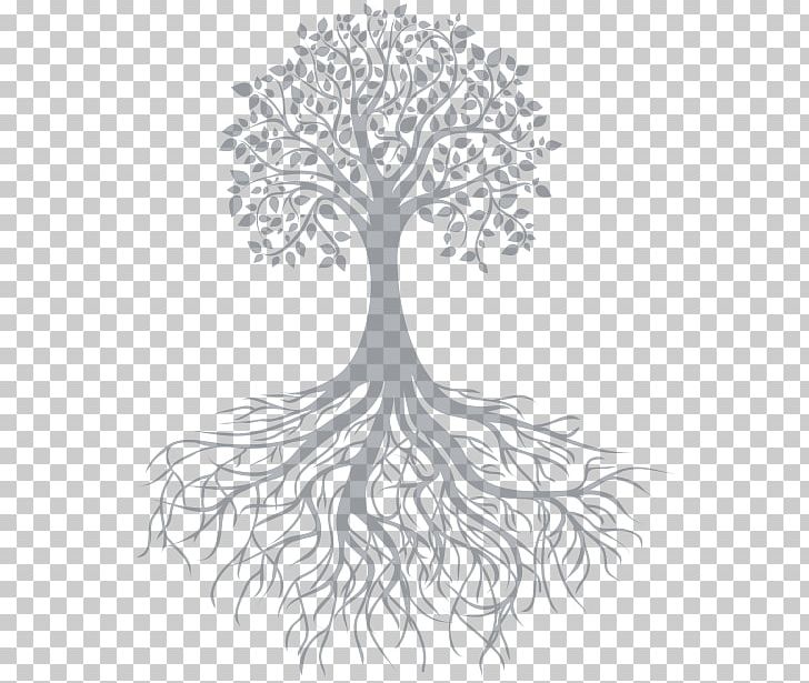 Tree Root Pine PNG, Clipart, Arborist, Black And White, Branch, Celtic Sacred Trees, Drawing Free PNG Download
