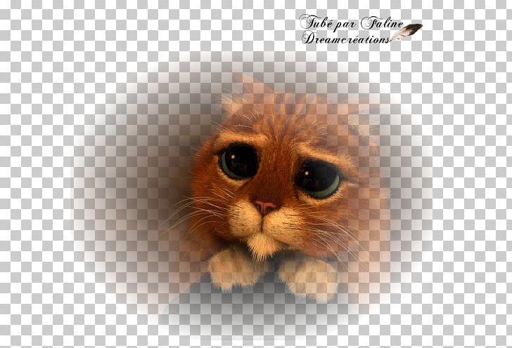 Whiskers Kitten Domestic Short-haired Cat Snout PNG, Clipart, Animals, Carnivoran, Cat, Cat Like Mammal, Closeup Free PNG Download