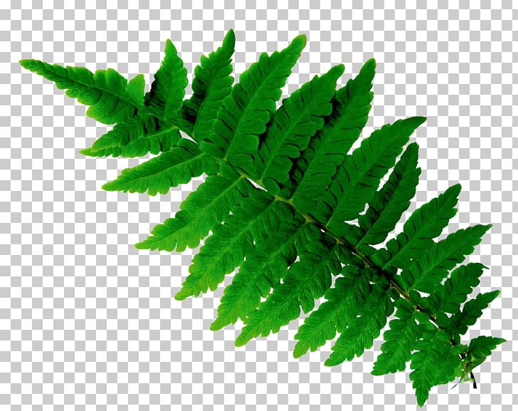 Green Herb PNG, Clipart, Art Green, Background Green, Branches, Clip Art, Condiment Free PNG Download